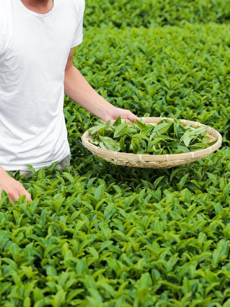 Morihata Organic Yabukita Loose Leaf Green Tea